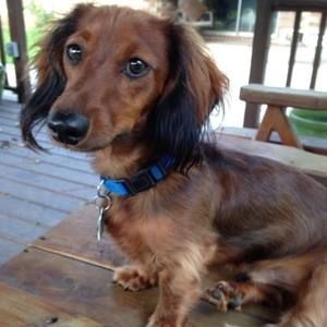 Meet your Posher, Janice